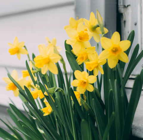Daffodils Birth Month Flower