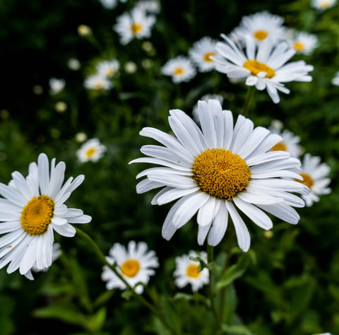 Daisies Birth Month Flower