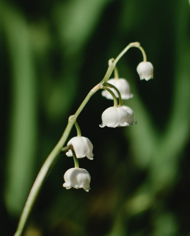 Lilly of the Valley Birth Month Flower