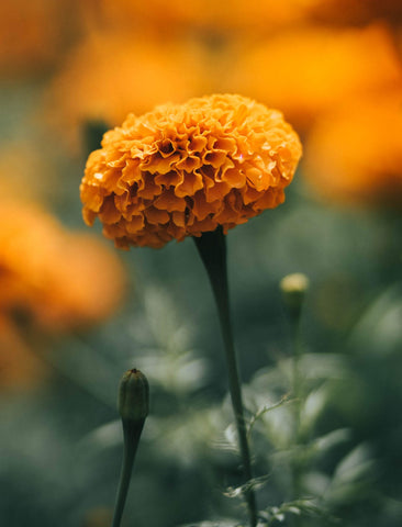 Marigold Birth Month Flower