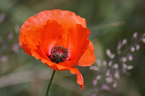 Poppy Flower Birth Month Flower