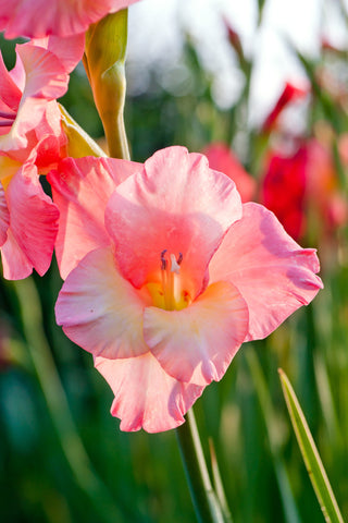 40th Anniversary Flowers - Gladiolus flowers