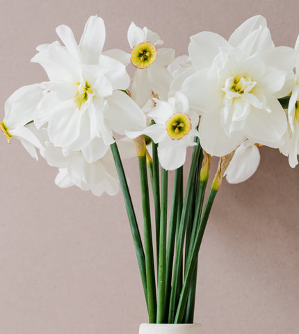 Narcissus Birth Month Flower