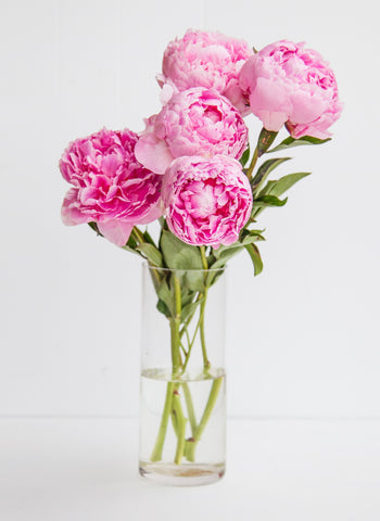 peony flowers