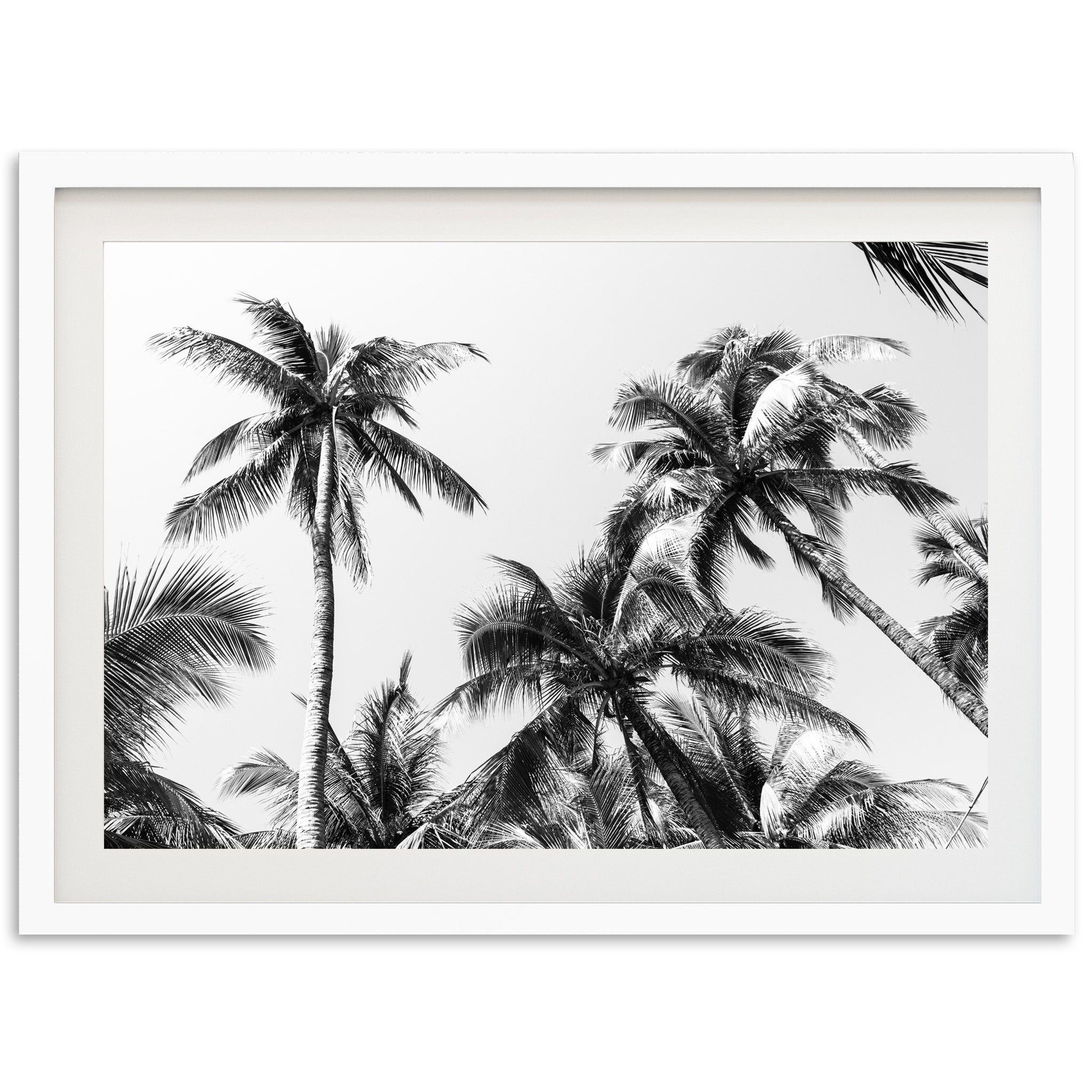 Under the Palms