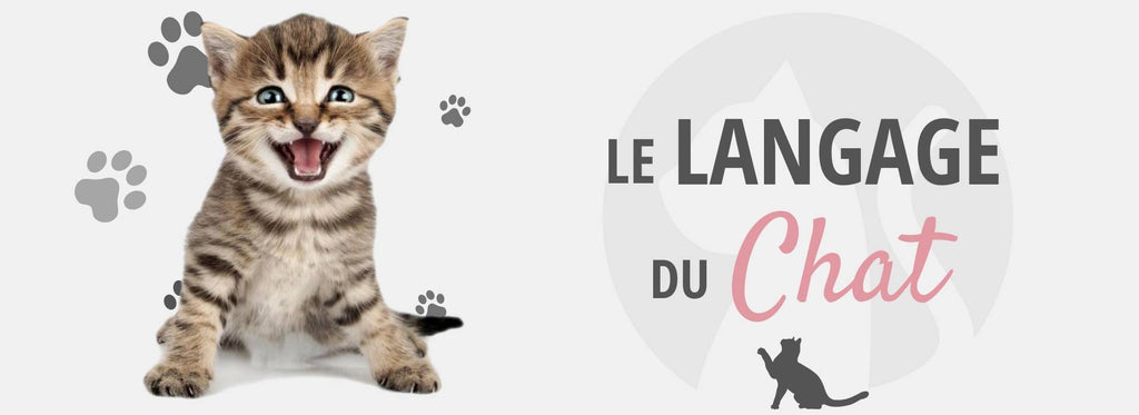 Tout Sur Le Langage Du Chat Chat Chou