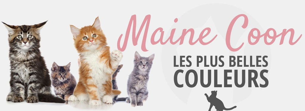 Les Plus Belles Couleurs Du Maine Coon Chat Chou