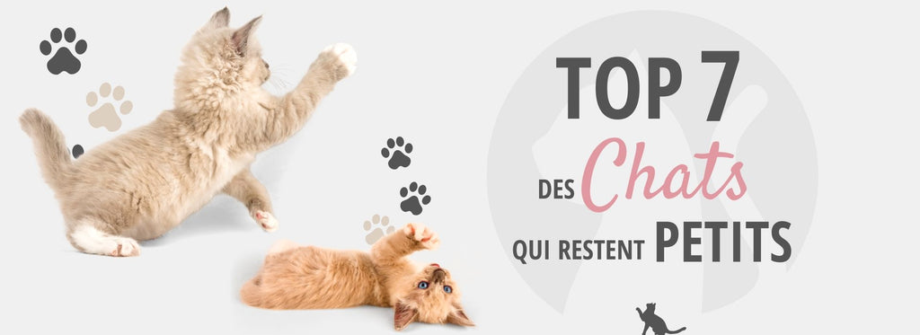 Top 7 Des Chats Qui Restent Petits Toute Leur Vie Chat Chou