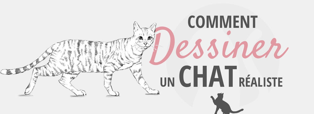 Comment Dessiner Un Chat Realiste Chat Chou