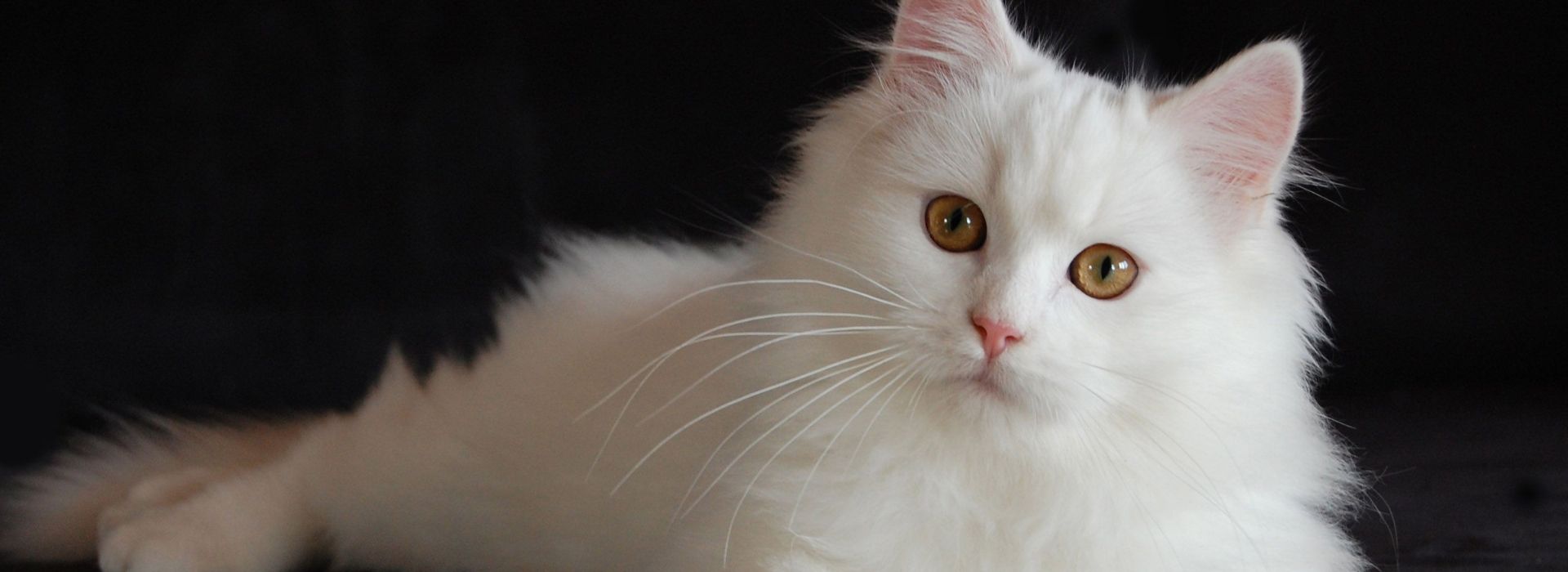 Top 10 Des Chats Les Plus Mignons Au Monde Chat Chou