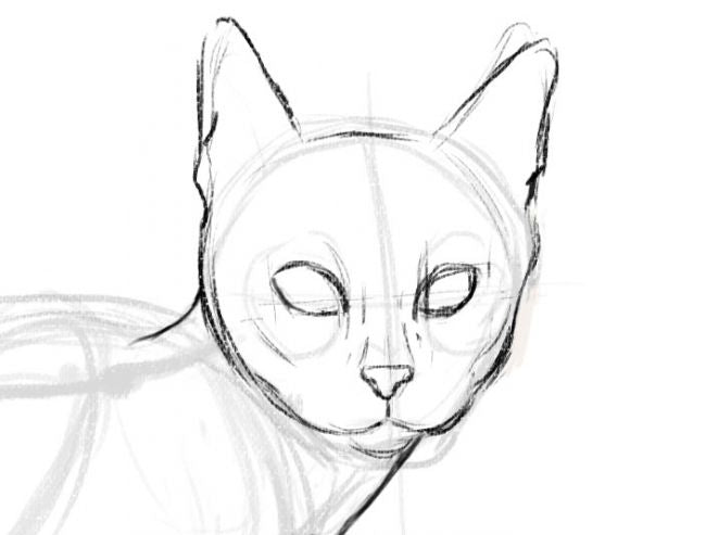 Comment Dessiner Un Chat Realiste Chat Chou