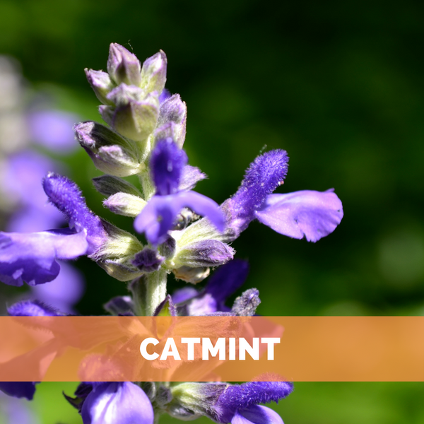 catmint