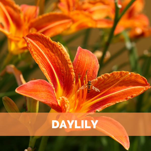 daylily