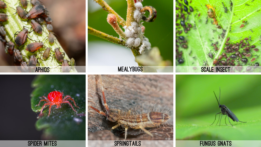 Aphids, Mealybugs, Scale insects, Spider Mites, Springtails, Fungus Gnats
