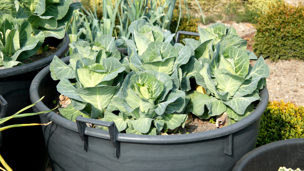 Growing Cabbage in Containers