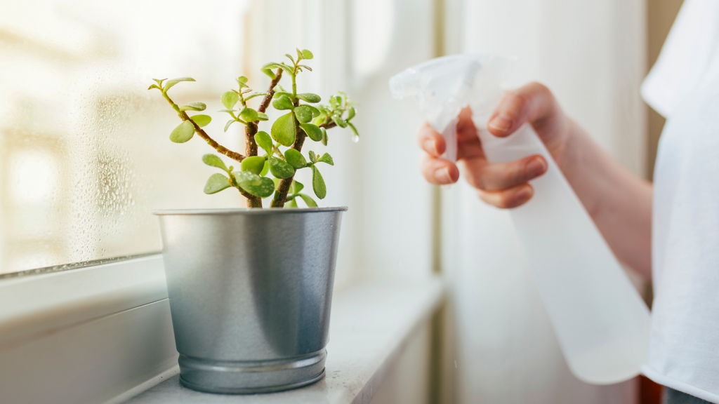 Watering succulent using a spray