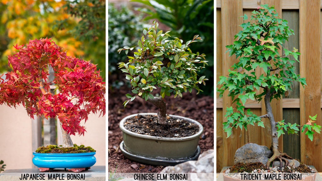 Japanese maple, chinese elm, trident maple bonsai