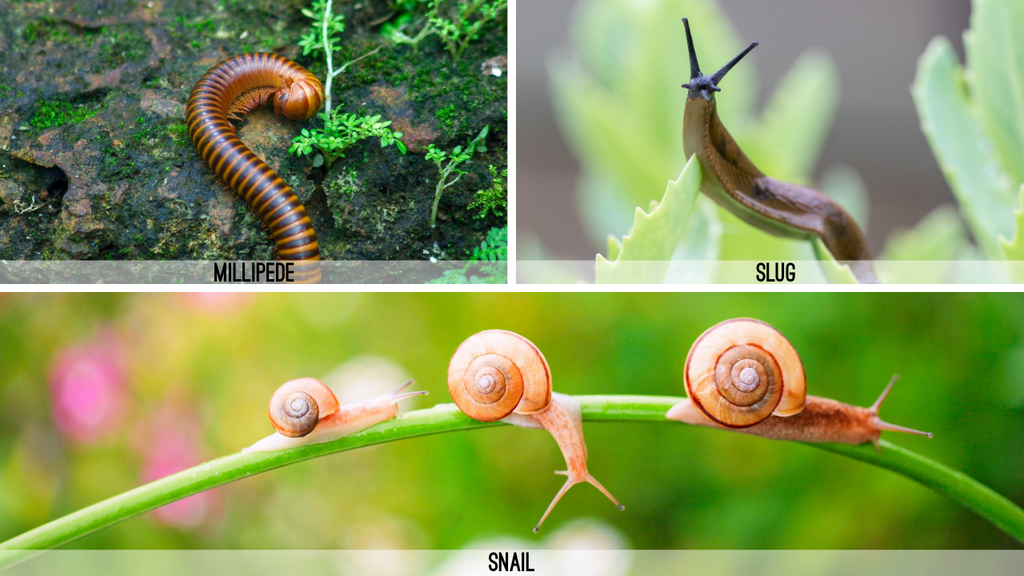Millipede, Slug and Snails