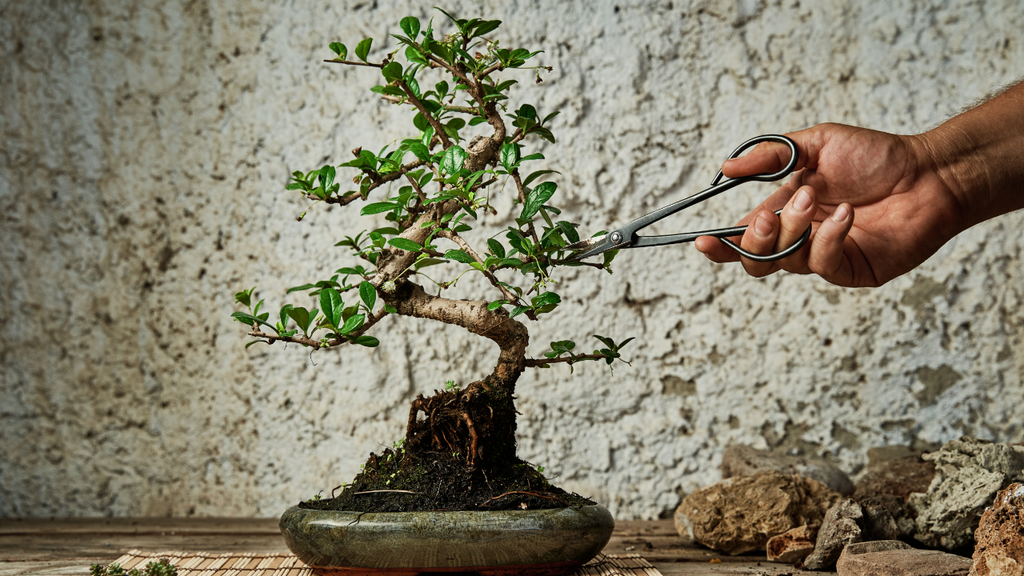 Wiring Bonsai Tree Mini Kit - Pruning & Wiring for Beginners