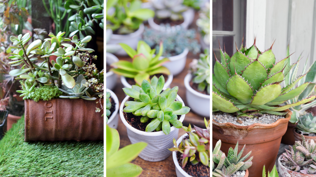 Succulents in different kinds of container