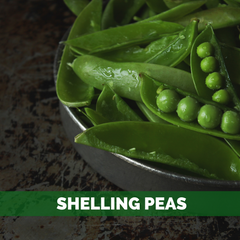 shelling peas