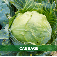 cabbage