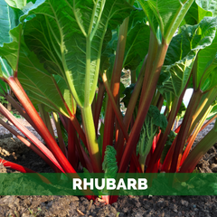 rhubarb