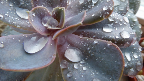 Succulent with water bubbles
