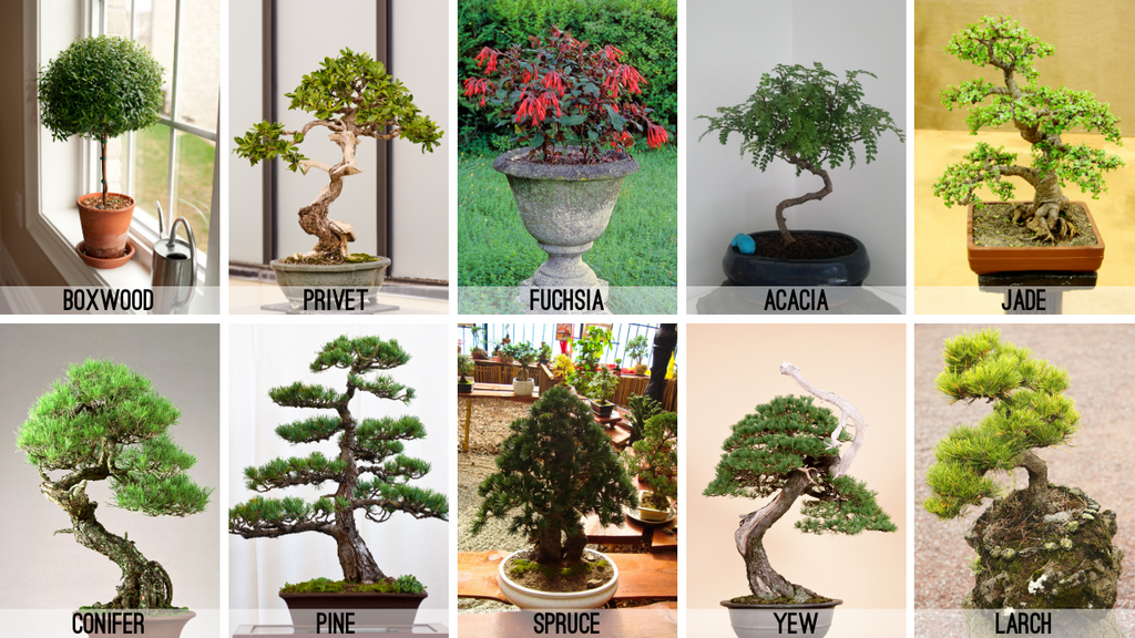 boxwood, privet, fuchsia, acacia, jade, conifer, pine, spruce, yew, larch bonsai trees