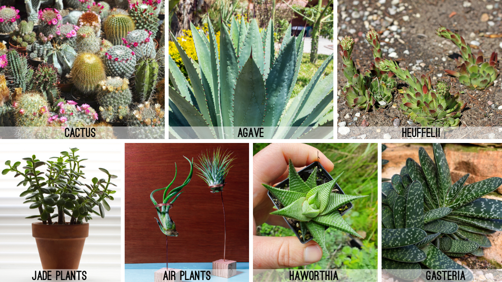 cactus, agave, heuffelii, jade plants, air plants, haworthia, gasteria
