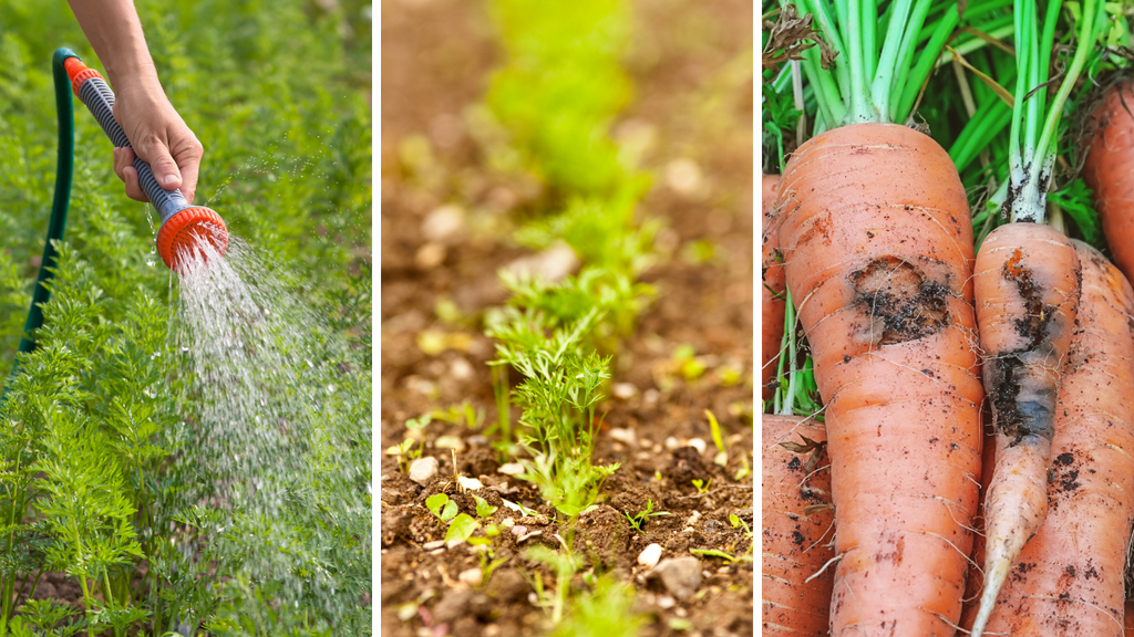 Caring for Carrot Plants