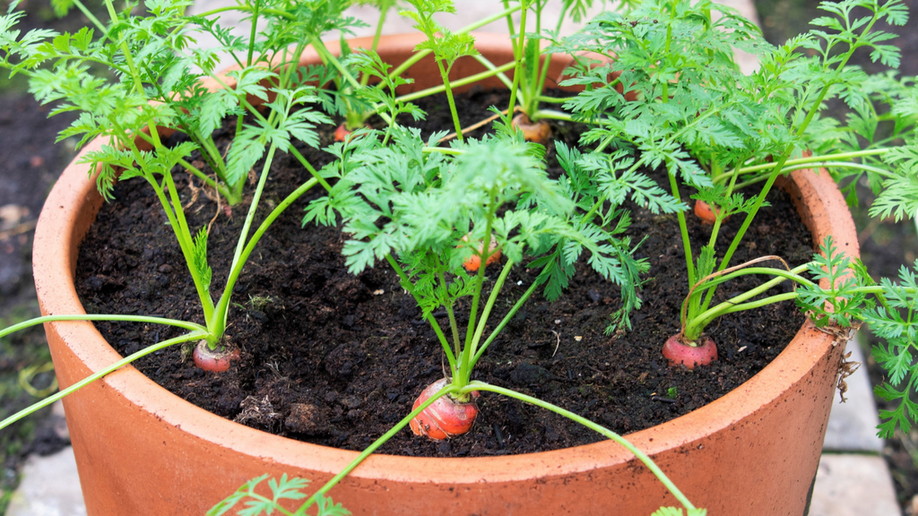 Growing carrots in containers