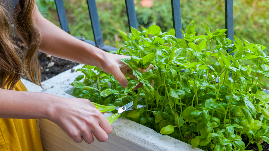 Harvesting Basil