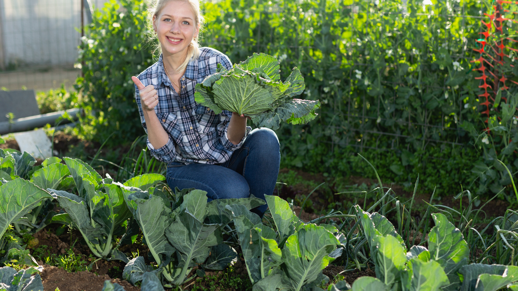 Harvesting Cabbage