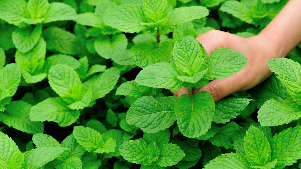 Harvesting Mint