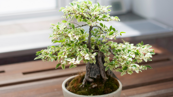 Indoor bonsai position