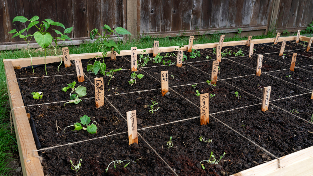 planting on raised bed via square foot gardening