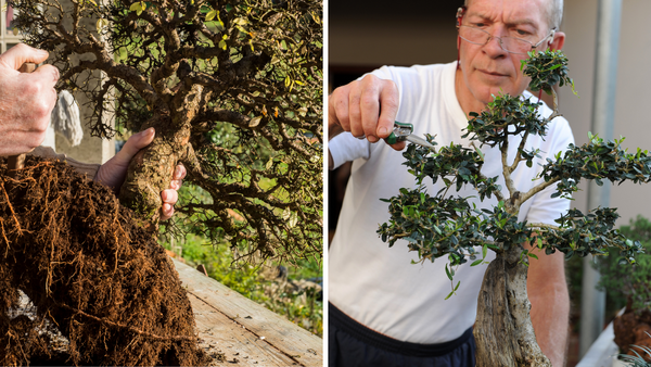 Repotting and Trimming Bonsai Trees