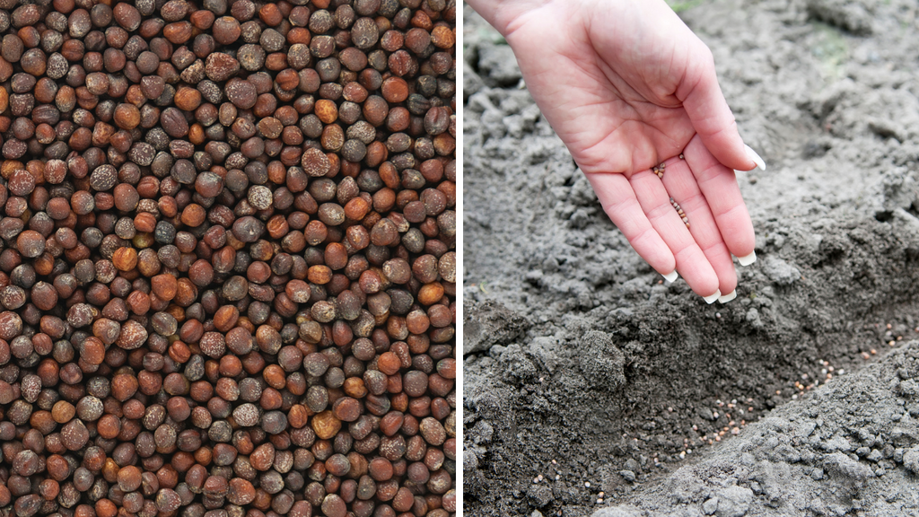 Sowing Cabbage Seeds