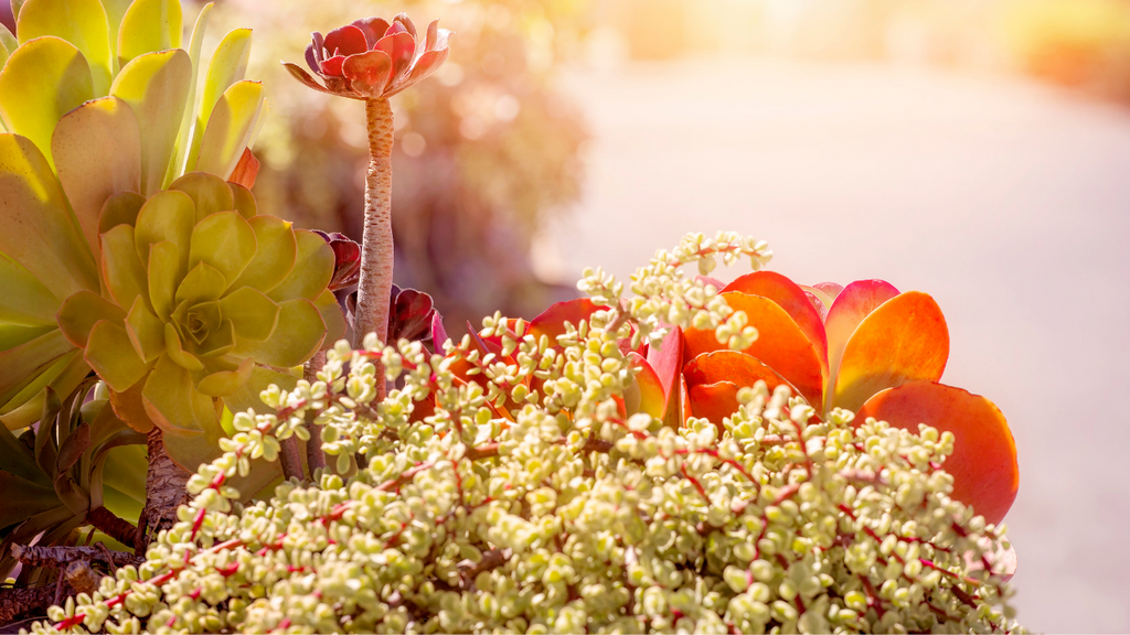 sun stressing succulents