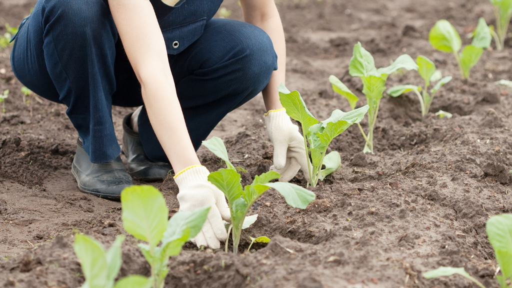 Transplanting Cabbage