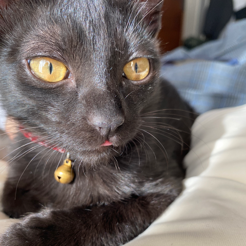 黒猫の瞳は明るいところでは細くなる