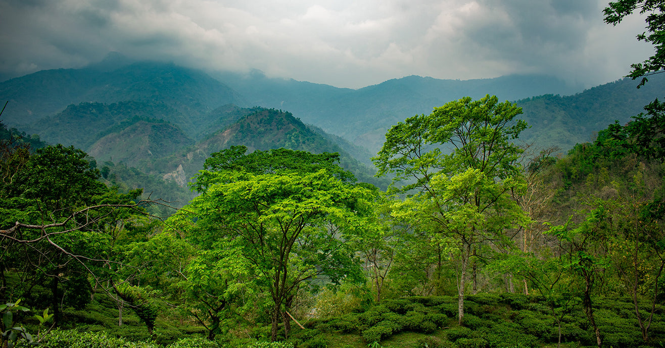 Lush view of darjeeling trees and vegetation, with misty mountains and rolling clouds. Photo by Boudhayan Bardhan.