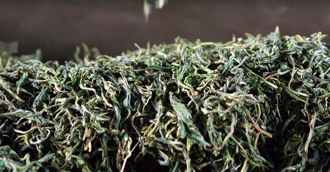 Loose tea leaves oxidizing during the process of being transformed into black tea.