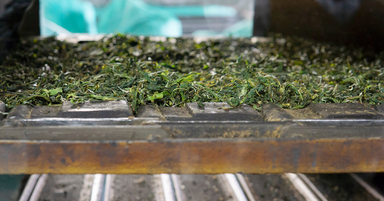 Organic black tea leaves drying in final stages of tea making process.