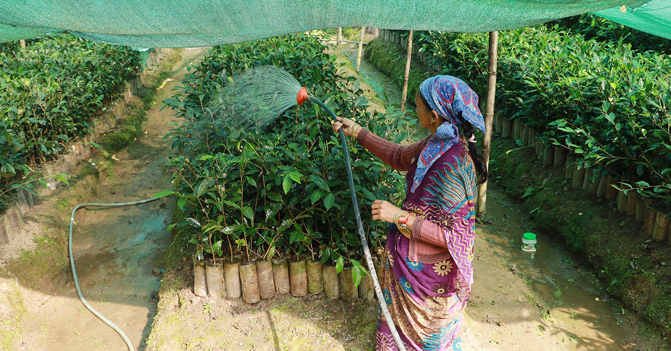 Farmer watering tea plants in India