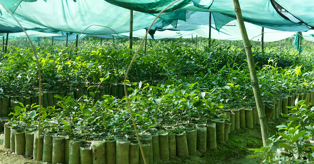 Tea plants being cultivated under a canopy