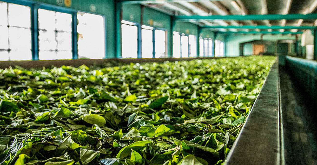 Tea processing in a factory