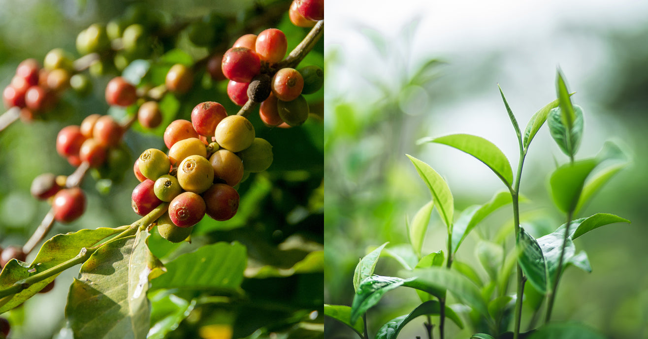 Colorful coffee fruit next to bright and fresh tea leaves.