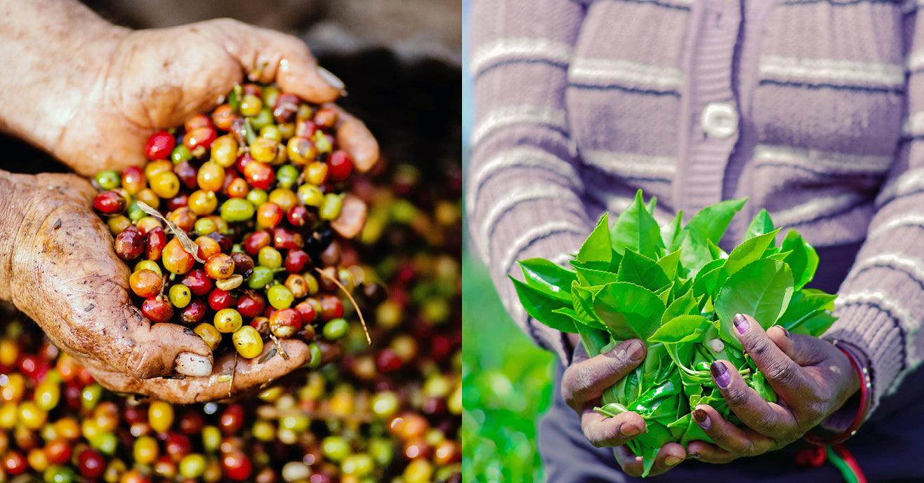 Hands holding freshly picked coffee seeds next to hands holding freshly picked tea leaves.